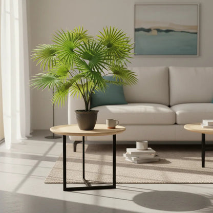 Planta Palma Cocotero X15 - 65cm