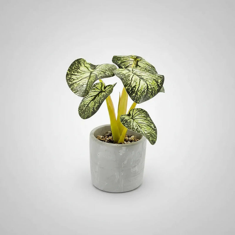 Planta En Maceta Hojas De Bogonia 22cm
