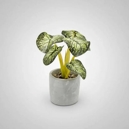 Planta En Maceta Hojas De Bogonia 22cm