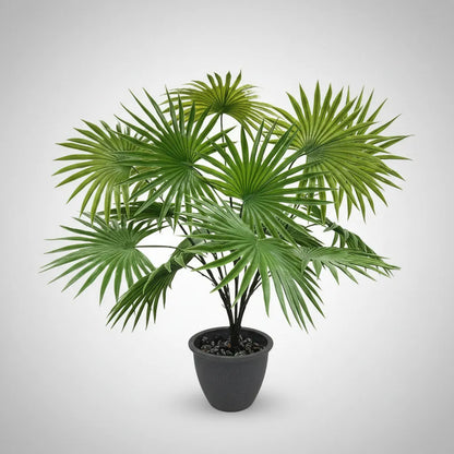 Planta Palma Cocotero X15 - 65cm