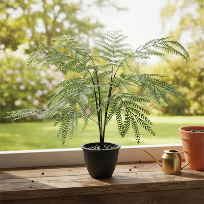 Planta Acacia X15 - 75cm