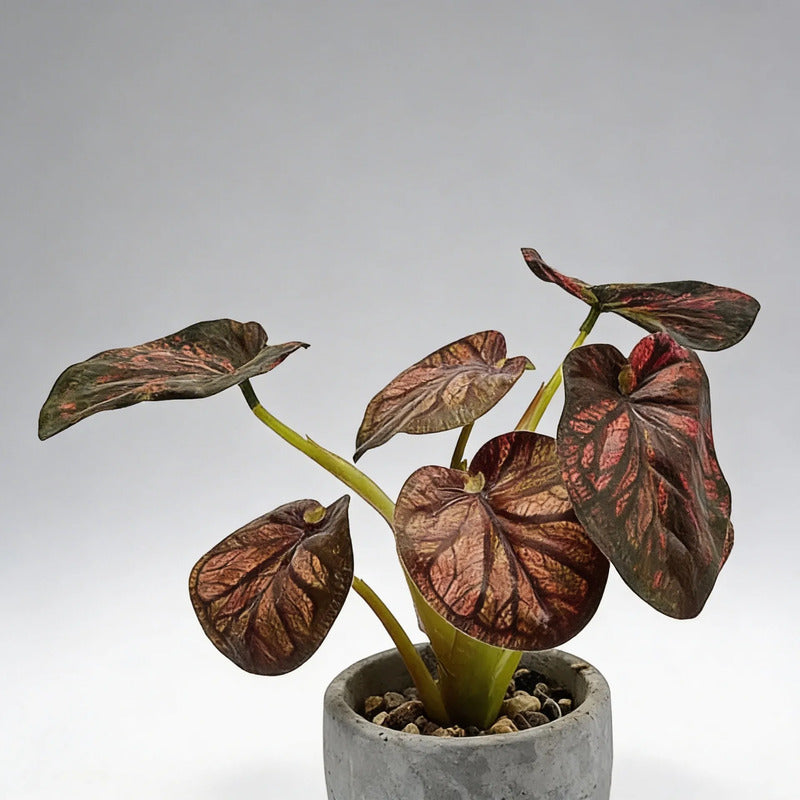 Planta En Maceta Hojas De Bogonia 22cm