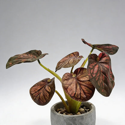 Planta En Maceta Hojas De Bogonia 22cm