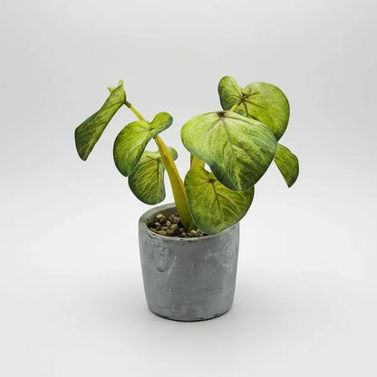 Planta En Maceta Hojas De Bogonia 22cm