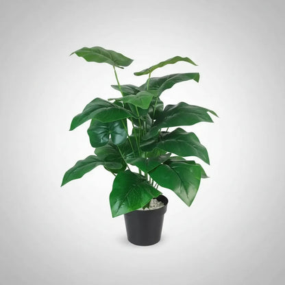 Planta Alocasia 77 cm