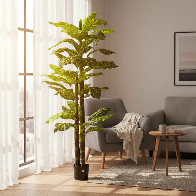 Planta Gomero 2.10 mts