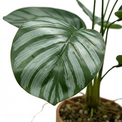 Planta Gomero Mediana 46cm