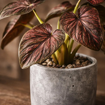 Planta En Maceta Hojas De Bogonia 22cm