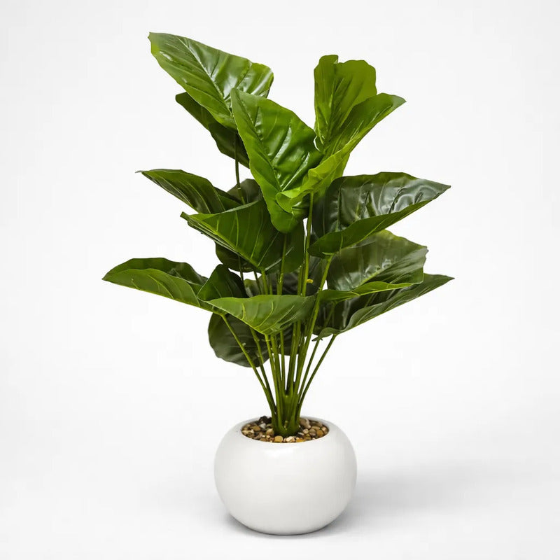 Planta Dieffenbachia 75 cm