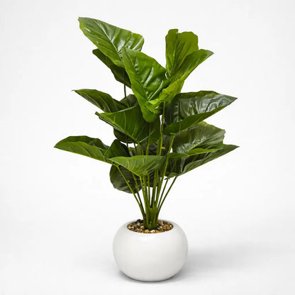 Planta Dieffenbachia 75 cm