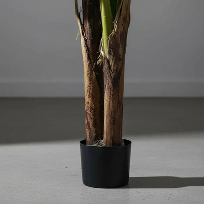 Planta De Banana 1,65 mts