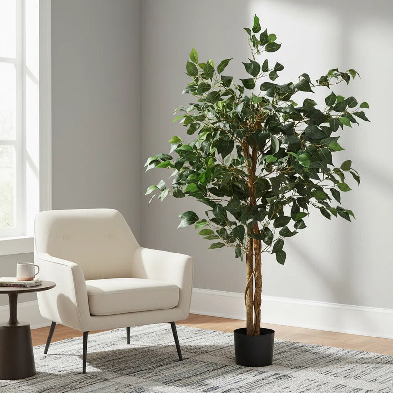 Árbol Ficus 1.50 mts