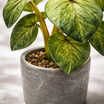 Planta En Maceta Hojas De Bogonia 22cm
