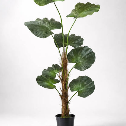 Planta Palmera Licuala 1.3 mts