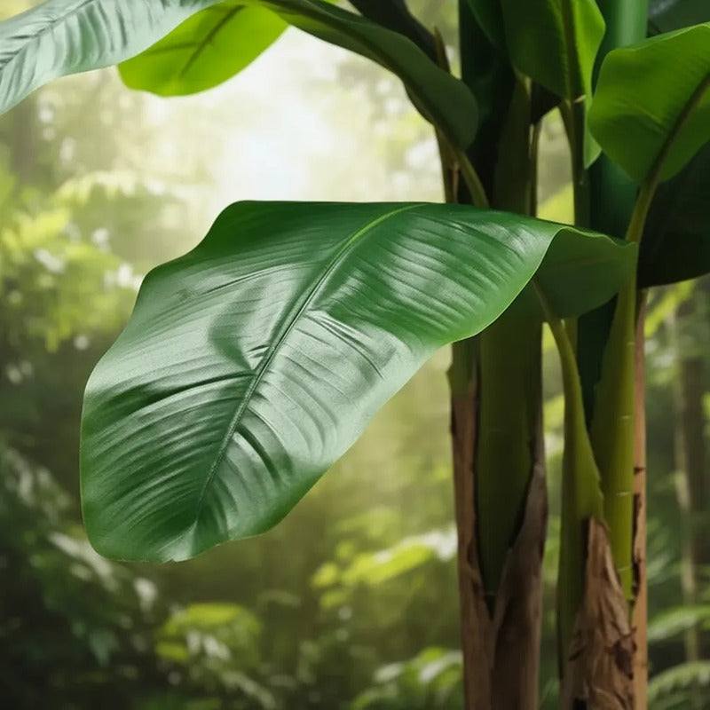 Planta De Banana 1,9 mts