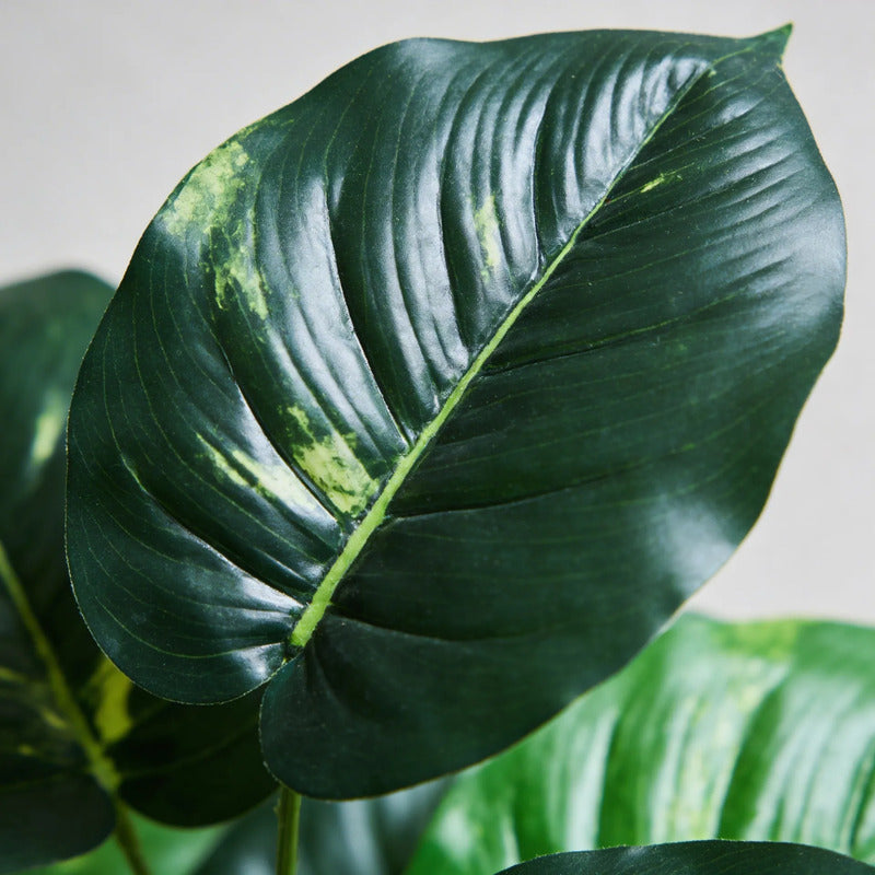 Planta Pottus 80cm - 24 Hojas