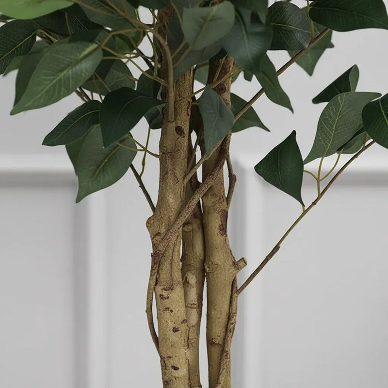 Árbol Ficus 1.80 mts