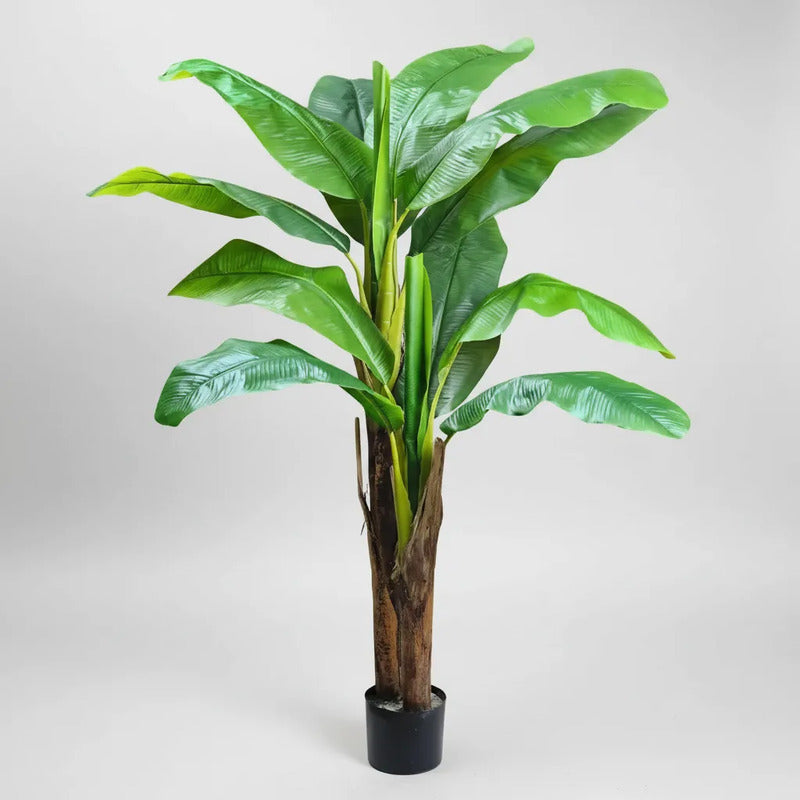 Planta De Banana 1,65 mts