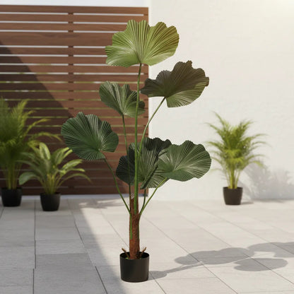 Planta Palmera Licuala 77 cm