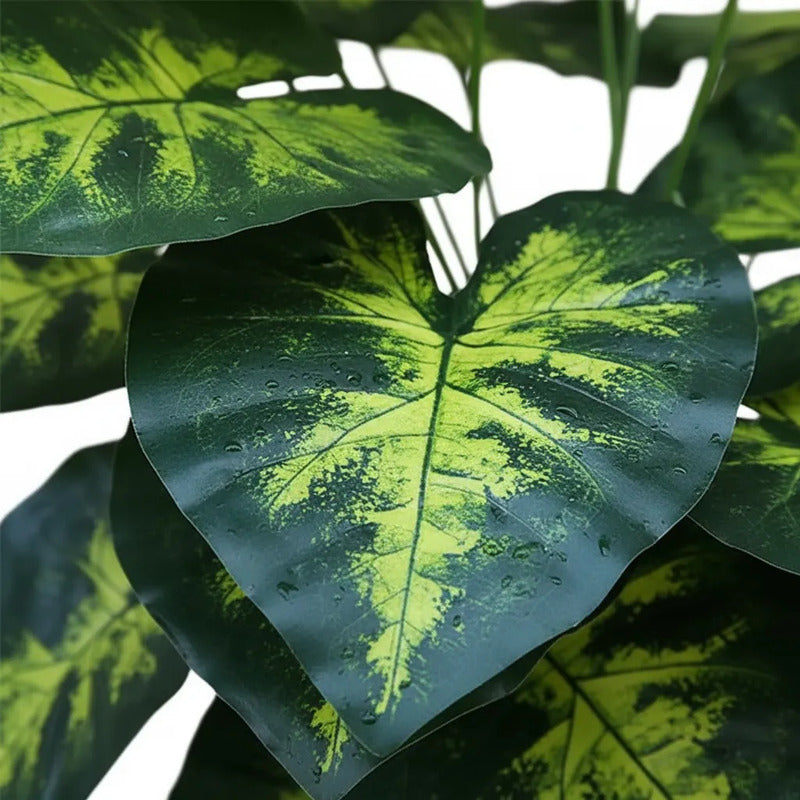 Planta Dieffenbachia 80 cm - 24 Hojas