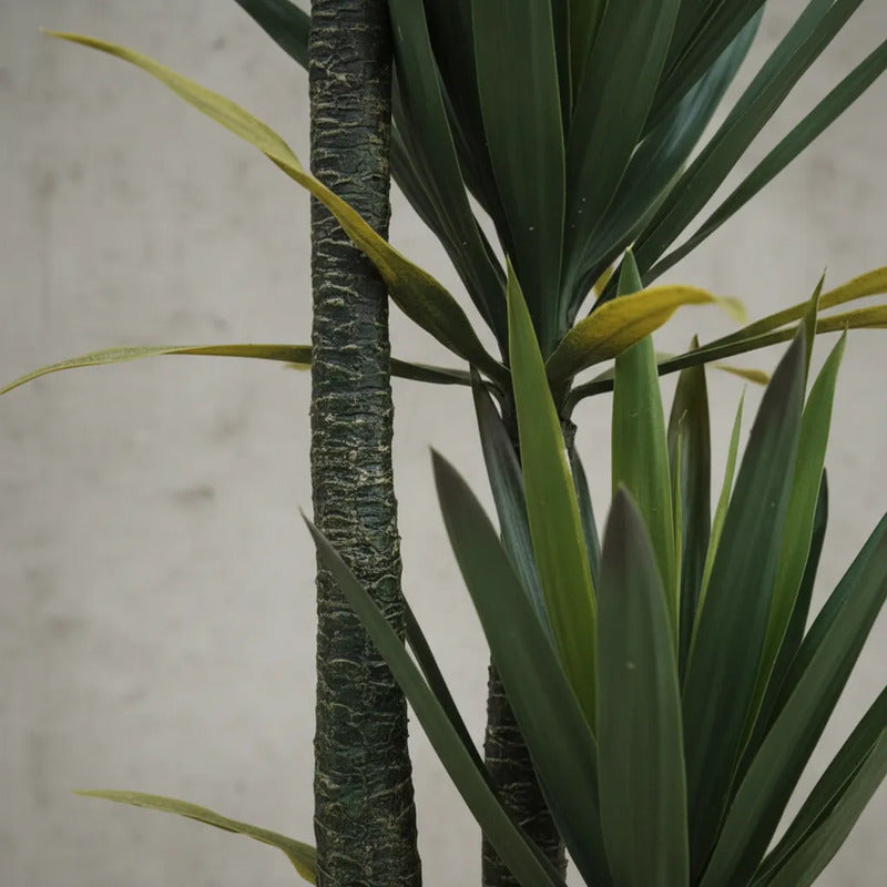 Planta Yucca 1,60m