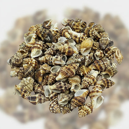 Caracoles De Mar 150g