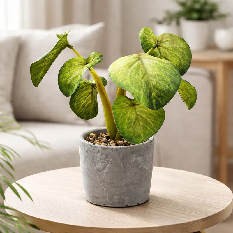 Planta En Maceta Hojas De Bogonia 22cm