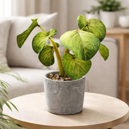 Planta En Maceta Hojas De Bogonia 22cm