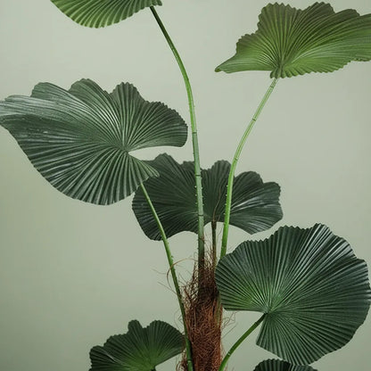 Planta Palmera Licuala 1.3 mts