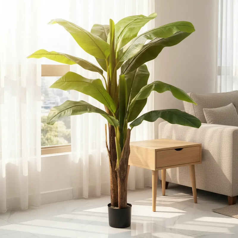 Planta De Banana 1,65 mts
