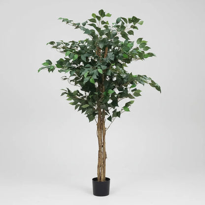 Árbol Ficus 1.80 mts