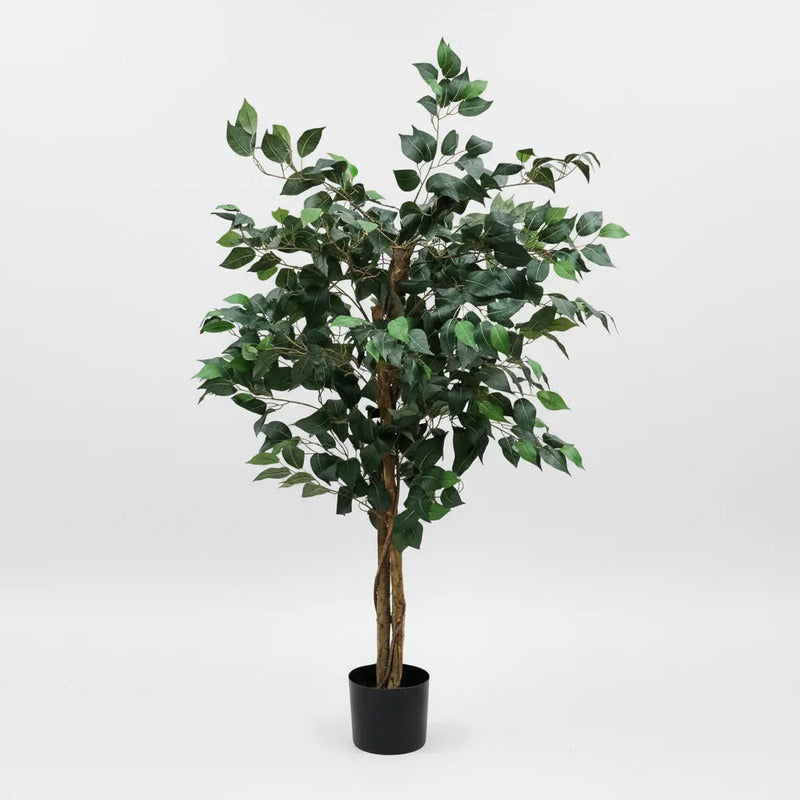 Árbol Ficus 1.20 mts
