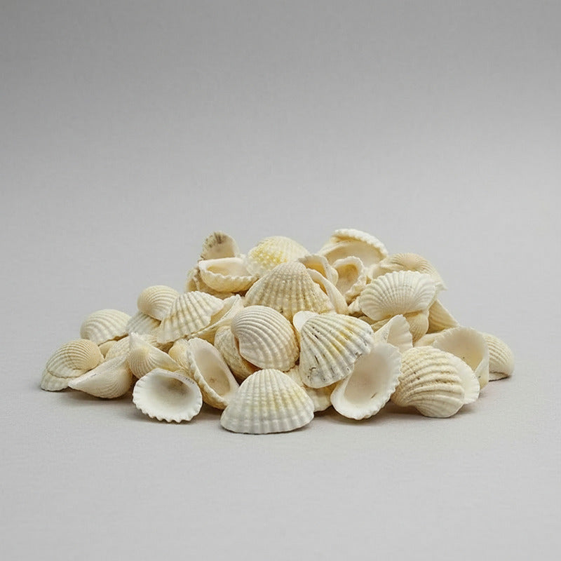 Almejas De Mar