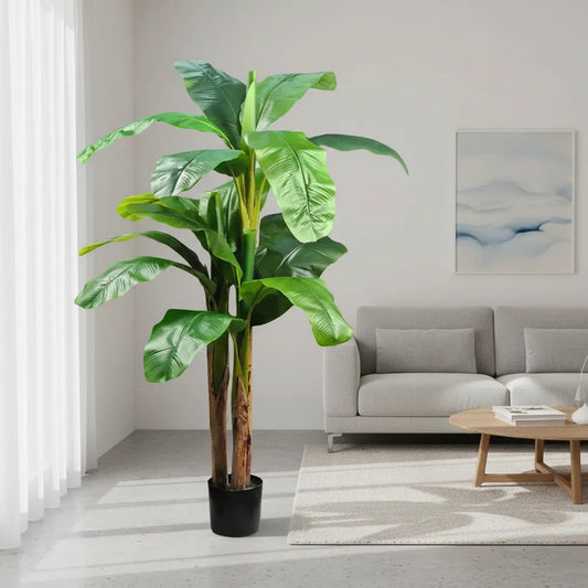 Planta De Banana 1,9 mts