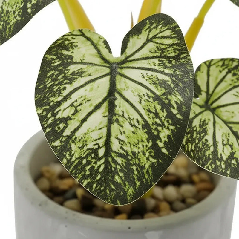 Planta En Maceta Hojas De Bogonia 22cm