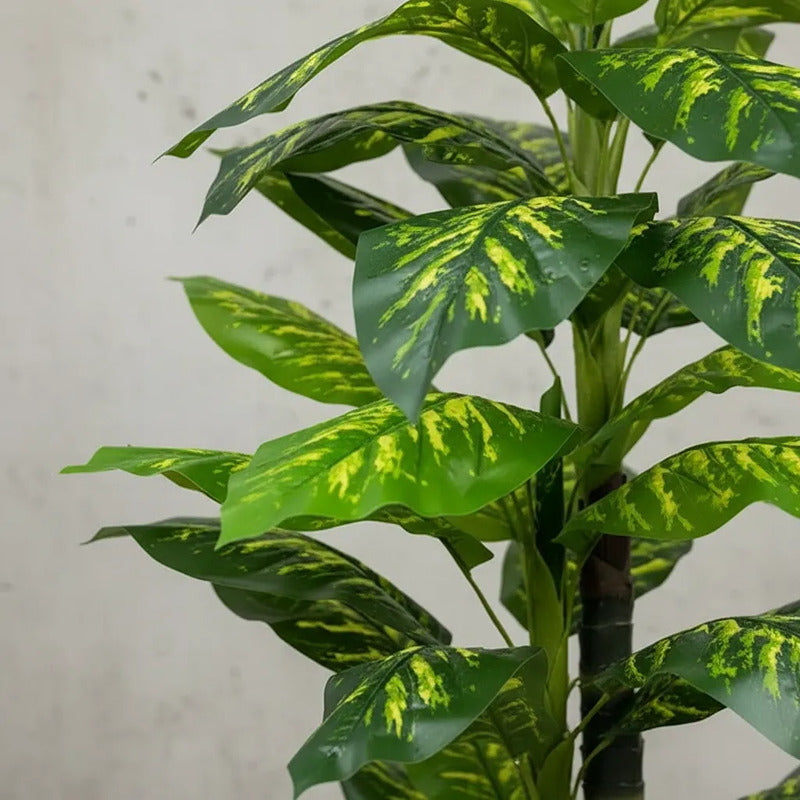 Planta Gomero 2.10 mts