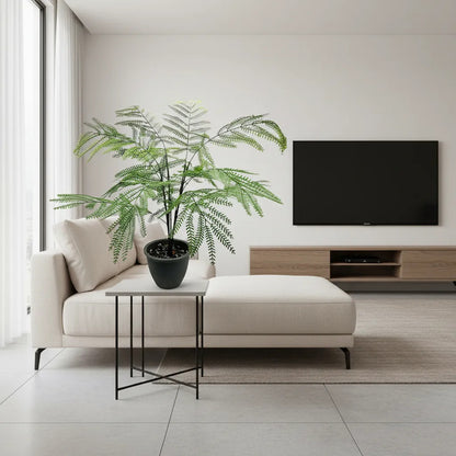 Planta Acacia X15 - 75cm