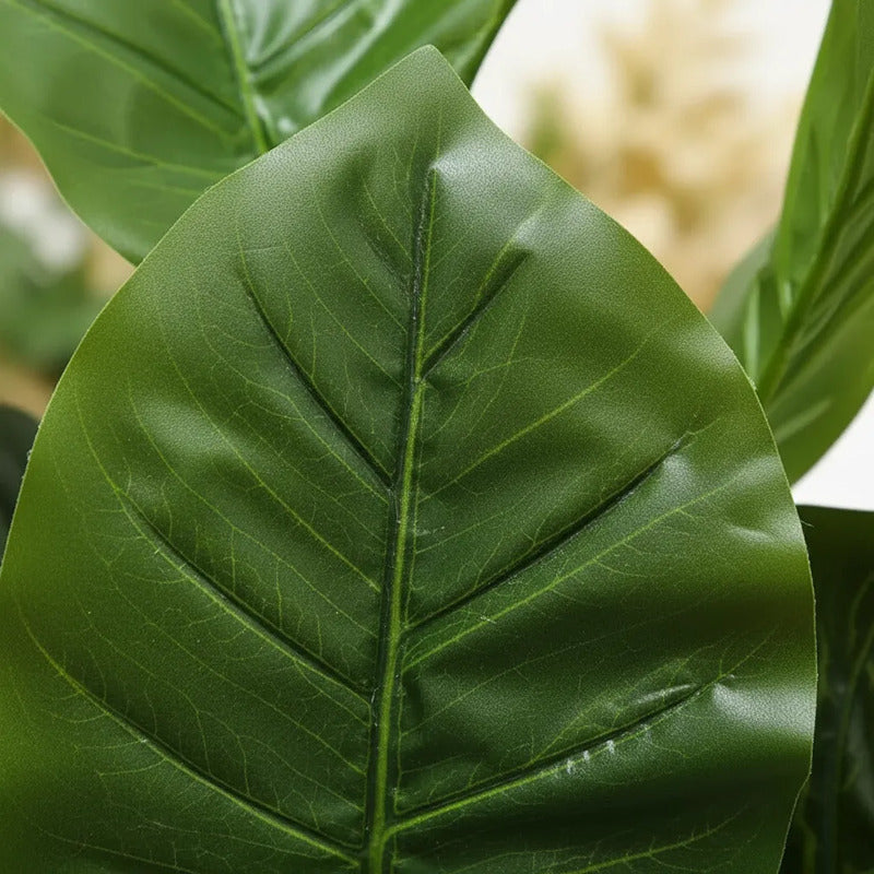 Planta Dieffenbachia 75 cm