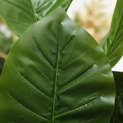 Planta Dieffenbachia 75 cm