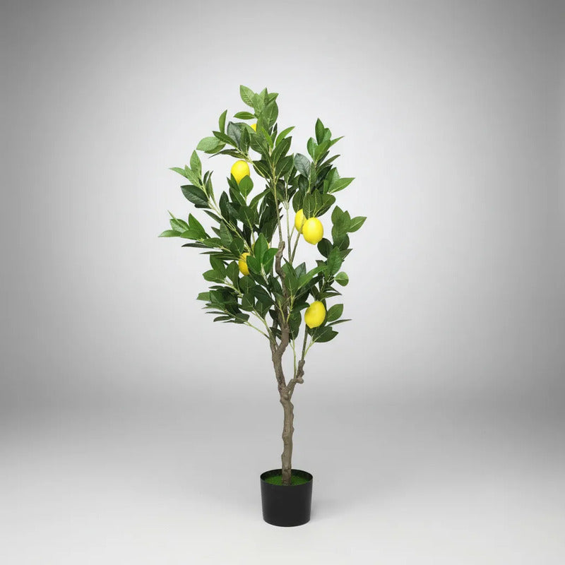 Árbol Limonero