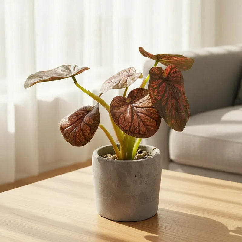 Planta En Maceta Hojas De Bogonia 22cm