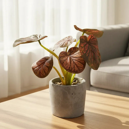 Planta En Maceta Hojas De Bogonia 22cm