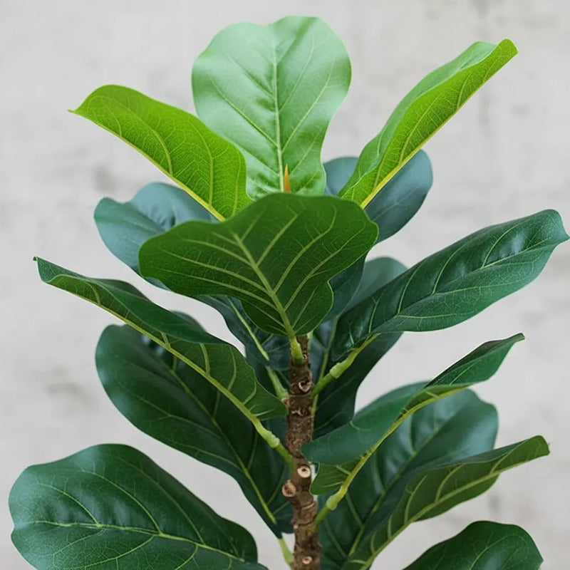Planta Fikus 1.25m - 48 Hojas
