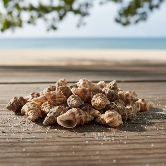 Caracoles De Mar