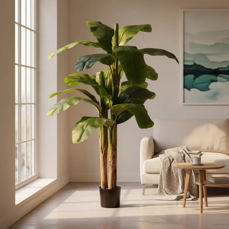 Planta De Banana 1,9 mts