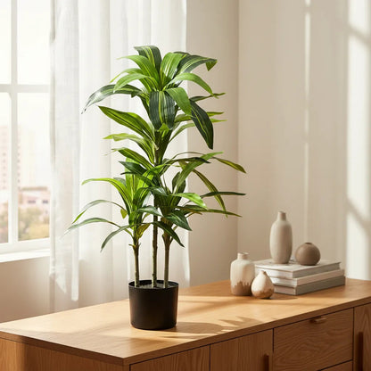 Planta Drácena 1 mts