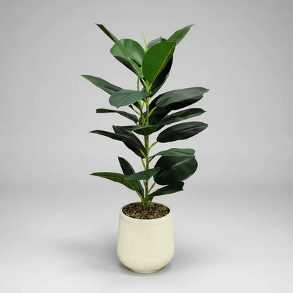 Planta Gomero 75 cm
