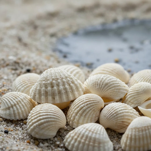 Almejas De Mar