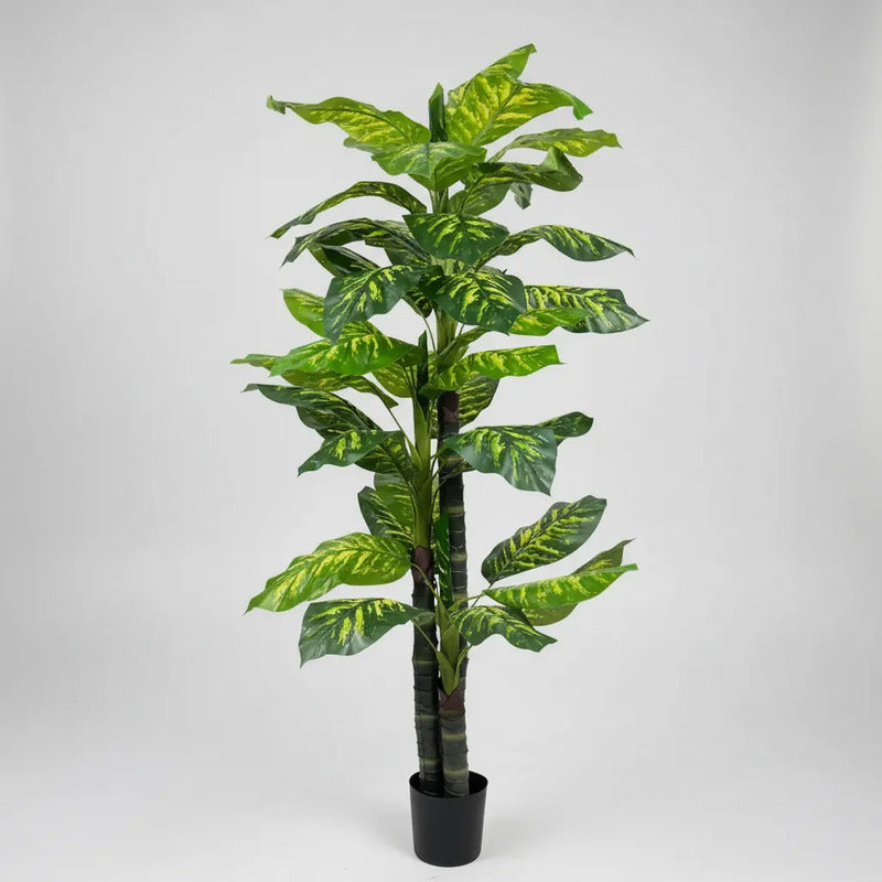 Planta Gomero 2.10 mts