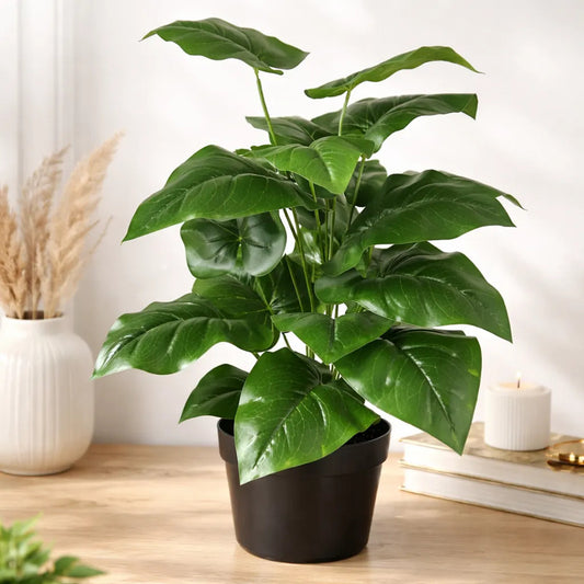 Planta Alocasia 77 cm